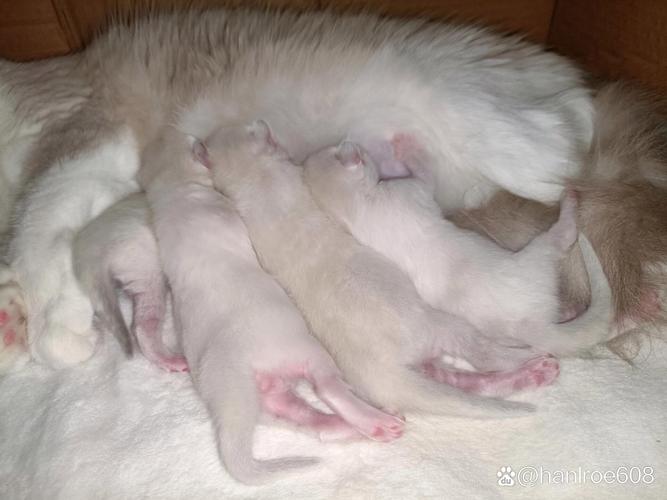 猫咪多久睁眼睛,猫咪大概多久睁眼睛?-第2张图片-后鲨宠物 猫咪多久睁眼睛,猫咪大概多久睁眼睛?-第2张图片-后鲨宠物