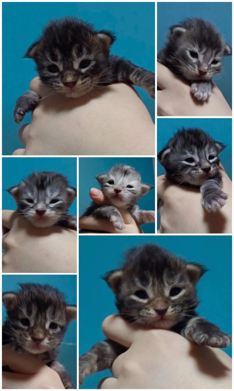 猫咪多久睁眼睛,猫咪大概多久睁眼睛?-第4张图片-后鲨宠物 猫咪多久睁眼睛,猫咪大概多久睁眼睛?-第4张图片-后鲨宠物