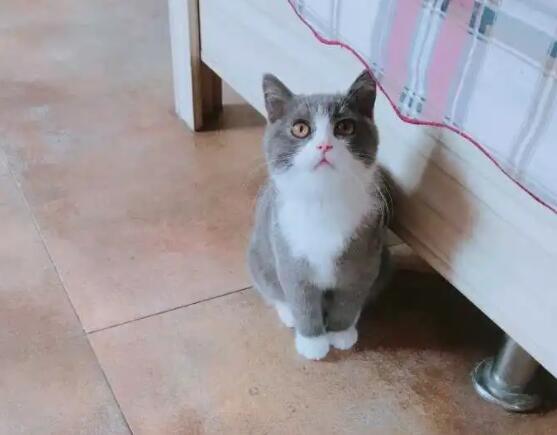 猫咪后腿外八字正常吗,猫咪后腿外八怎么办?-第1张图片-后鲨宠物 猫咪后腿外八字正常吗,猫咪后腿外八怎么办?-第1张图片-后鲨宠物