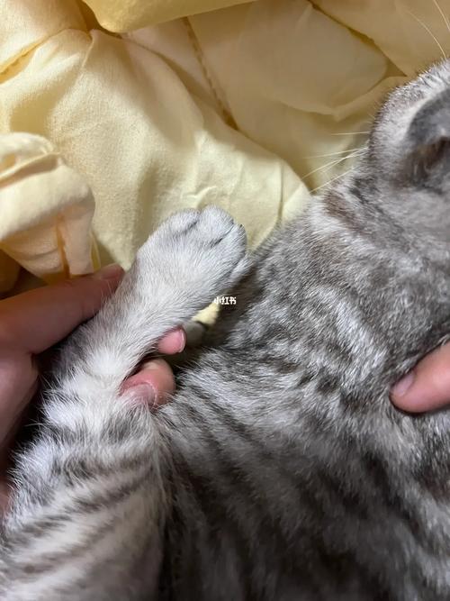 猫咪后腿外八字正常吗,猫咪后腿外八怎么办?-第2张图片-后鲨宠物 猫咪后腿外八字正常吗,猫咪后腿外八怎么办?-第2张图片-后鲨宠物