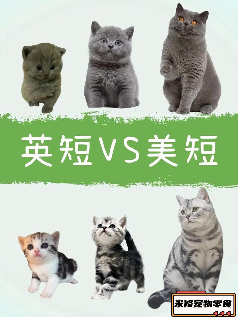 猫咪后腿外八字正常吗,猫咪后腿外八怎么办?-第4张图片-后鲨宠物 猫咪后腿外八字正常吗,猫咪后腿外八怎么办?-第4张图片-后鲨宠物