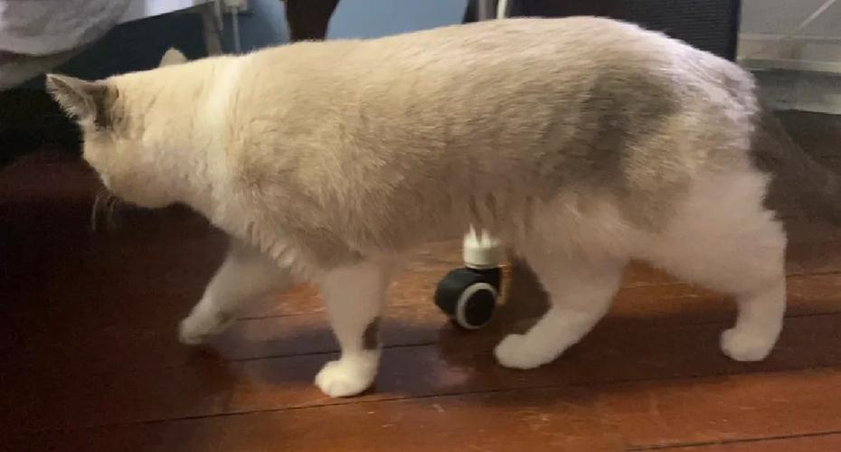 猫咪后腿外八字正常吗,猫咪后腿外八怎么办?-第3张图片-后鲨宠物 猫咪后腿外八字正常吗,猫咪后腿外八怎么办?-第3张图片-后鲨宠物