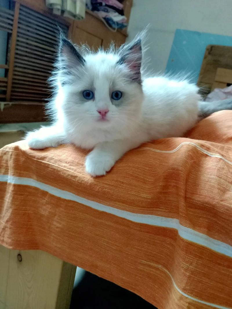 猫咪后腿外八字正常吗,猫咪后腿外八怎么办?-第5张图片-后鲨宠物 猫咪后腿外八字正常吗,猫咪后腿外八怎么办?-第5张图片-后鲨宠物