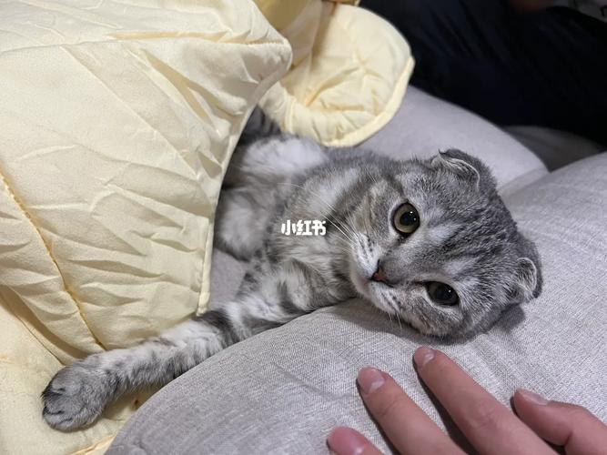 猫咪后腿外八字正常吗,猫咪后腿外八怎么办?-第6张图片-后鲨宠物 猫咪后腿外八字正常吗,猫咪后腿外八怎么办?-第6张图片-后鲨宠物