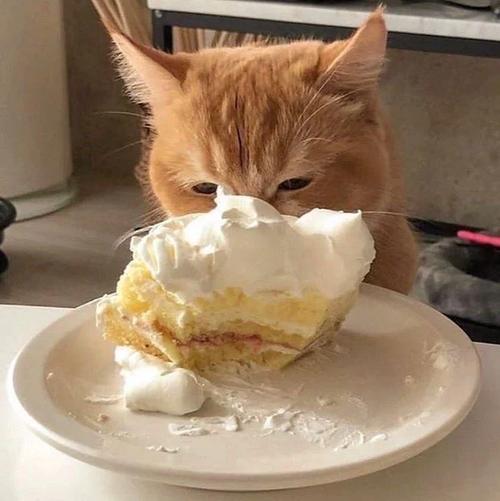 猫猫能吃蛋糕吗,猫猫能不能吃蛋糕?-第2张图片-后鲨宠物 猫猫能吃蛋糕吗,猫猫能不能吃蛋糕?-第2张图片-后鲨宠物