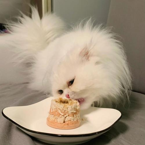 猫猫能吃蛋糕吗,猫猫能不能吃蛋糕?-第4张图片-后鲨宠物 猫猫能吃蛋糕吗,猫猫能不能吃蛋糕?-第4张图片-后鲨宠物