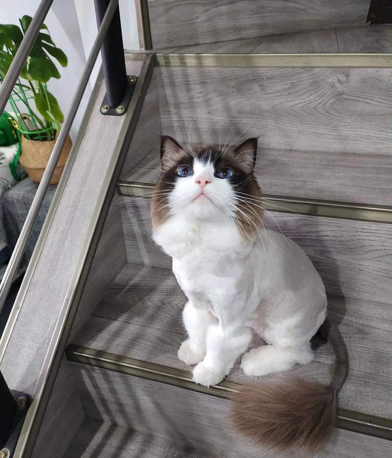 猫咪能吃瓜子吗,猫咪能吃瓜子不?-第3张图片-后鲨宠物 猫咪能吃瓜子吗,猫咪能吃瓜子不?-第3张图片-后鲨宠物