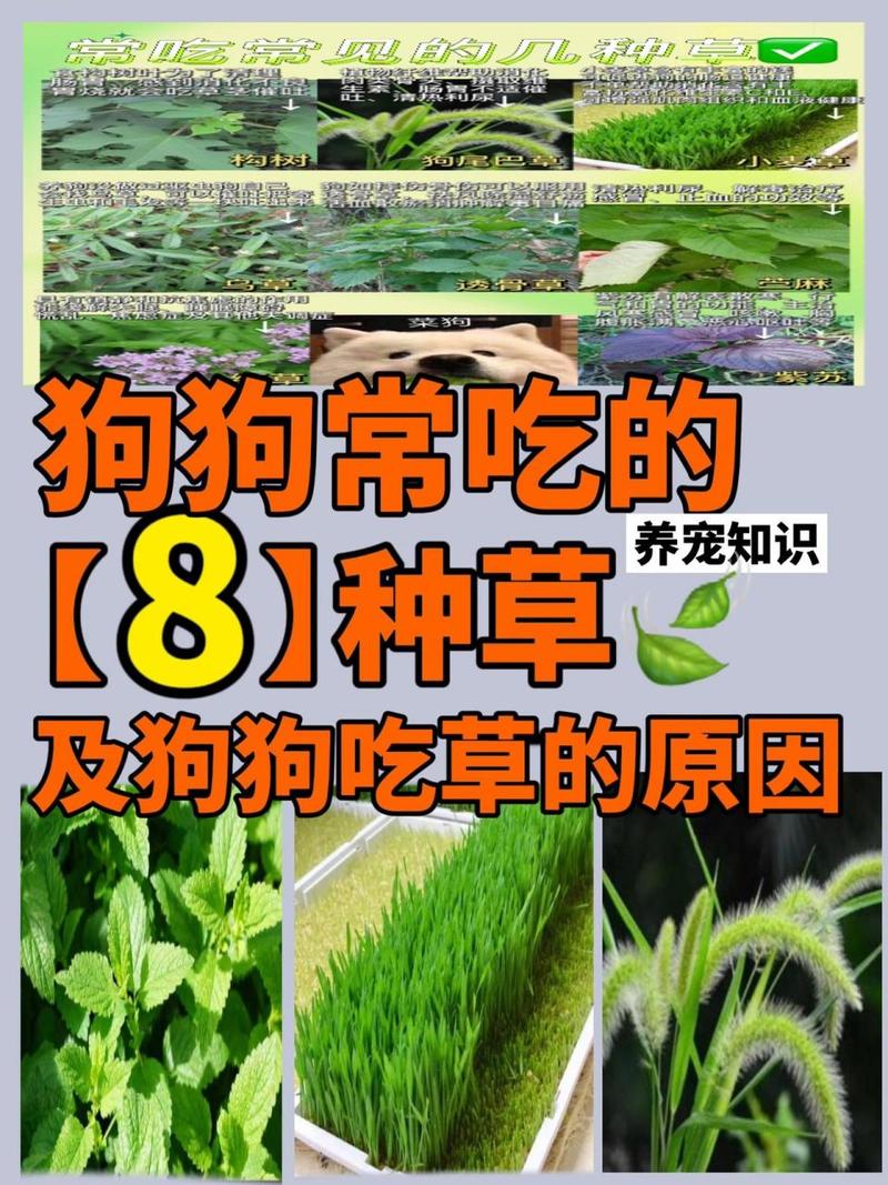 狗狗能吃甘草片吗_狗狗能吃甘草片吗-第3张图片-后鲨宠物 狗狗能吃甘草片吗_狗狗能吃甘草片吗-第3张图片-后鲨宠物
