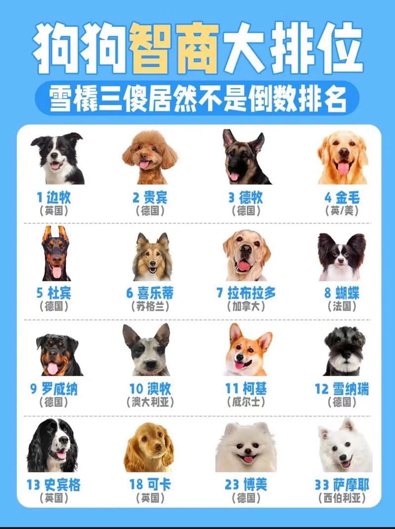 哪种狗狗最聪明_什么品种的狗最聪明-第5张图片-后鲨宠物 哪种狗狗最聪明_什么品种的狗最聪明-第5张图片-后鲨宠物