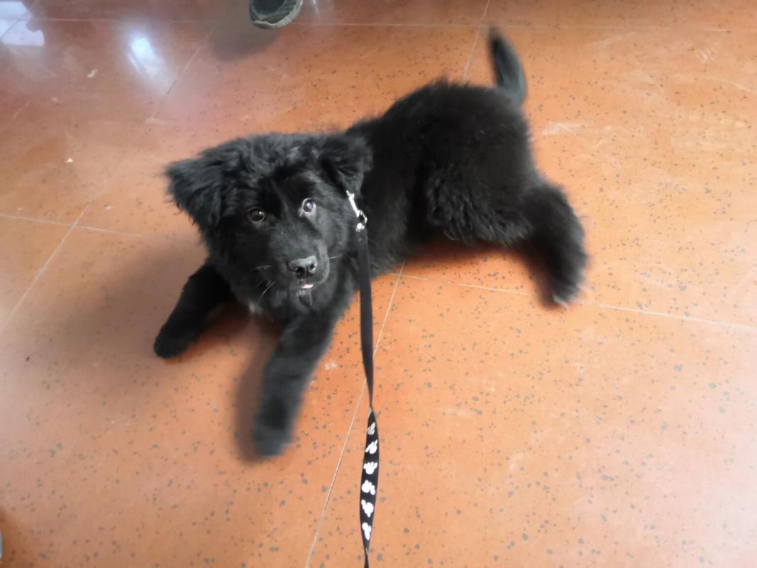  狗狗每天6点就叫怎么治，小狗每天早上6点半就叫怎么办?-第2张图片-后鲨宠物