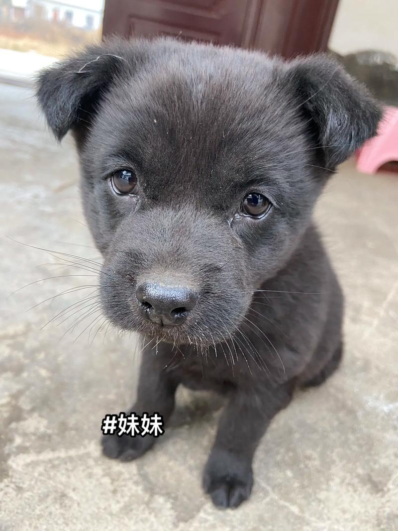  狗狗每天6点就叫怎么治，小狗每天早上6点半就叫怎么办?-第3张图片-后鲨宠物