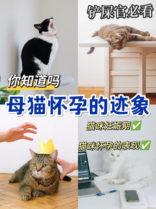 猫咪几个月会怀孕,猫咪几个月怀孕比较好-第3张图片-后鲨宠物 猫咪几个月会怀孕,猫咪几个月怀孕比较好-第3张图片-后鲨宠物
