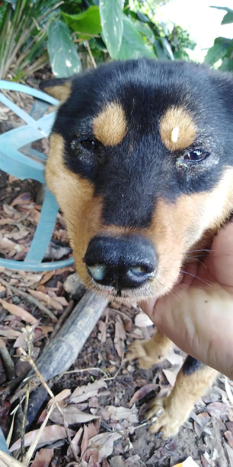 狗狗流鼻涕怎么回事_狗打喷嚏流黄鼻涕怎么回事