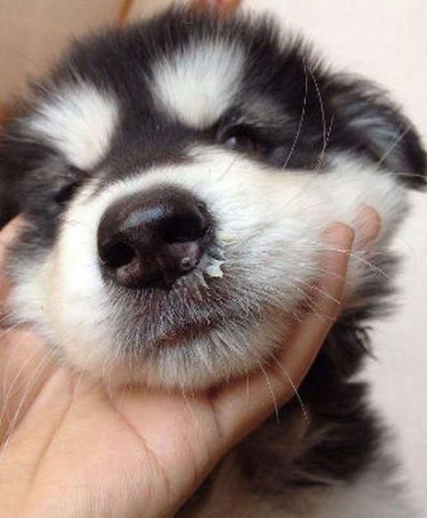 狗狗流鼻涕怎么回事_狗打喷嚏流黄鼻涕怎么回事-第3张图片-后鲨宠物