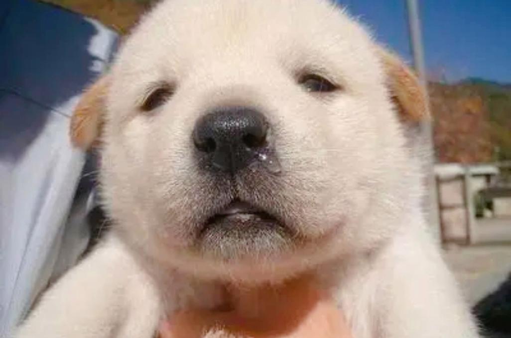 狗狗流鼻涕怎么回事_狗打喷嚏流黄鼻涕怎么回事-第5张图片-后鲨宠物