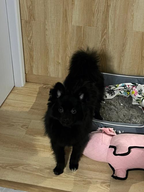 狗狗黑色素沉淀是病吗,狗狗黑色素多好不好-第2张图片-后鲨宠物 狗狗黑色素沉淀是病吗,狗狗黑色素多好不好-第2张图片-后鲨宠物