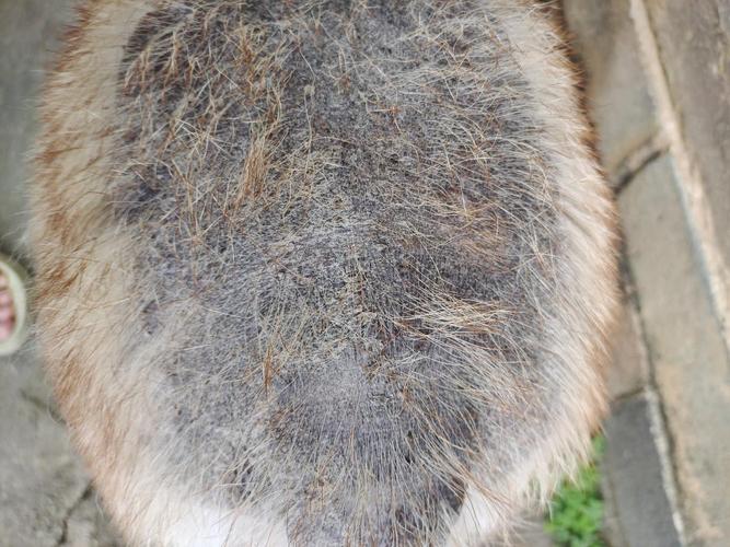  狗狗黑色素沉淀是病吗，狗狗黑色素多好不好