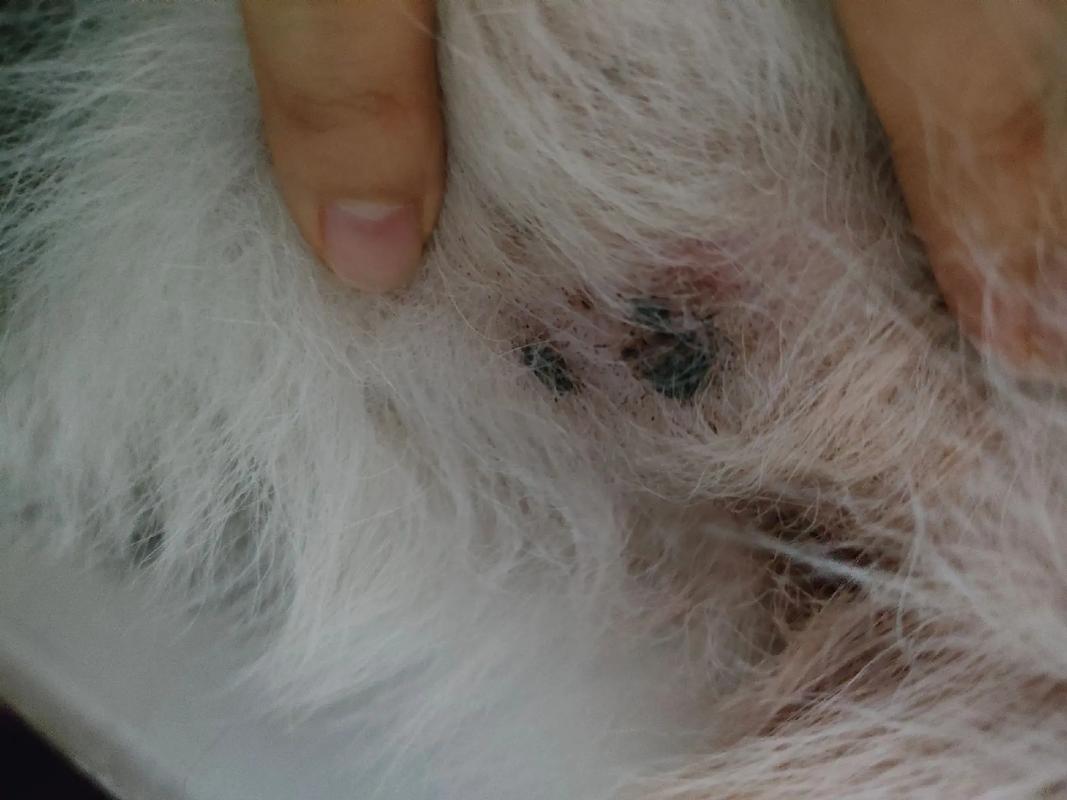 狗狗黑色素沉淀是病吗,狗狗黑色素多好不好-第4张图片-后鲨宠物 狗狗黑色素沉淀是病吗,狗狗黑色素多好不好-第4张图片-后鲨宠物