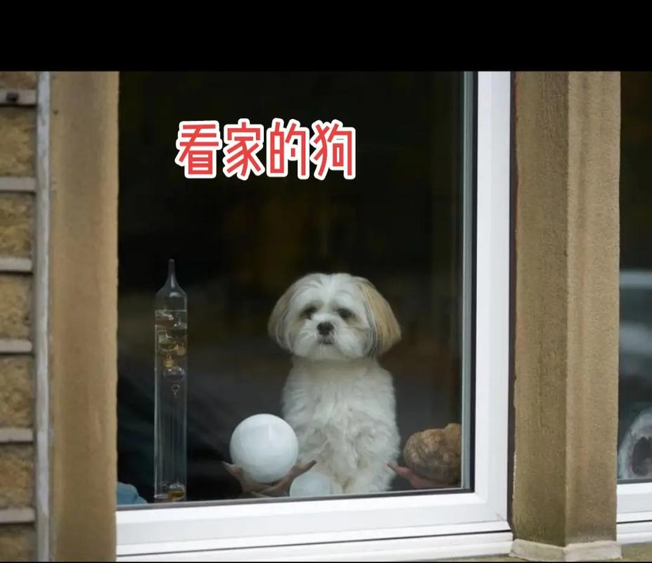 狗狗会主动亲近哪种人,狗狗会亲主人吗-第1张图片-后鲨宠物 狗狗会主动亲近哪种人,狗狗会亲主人吗-第1张图片-后鲨宠物