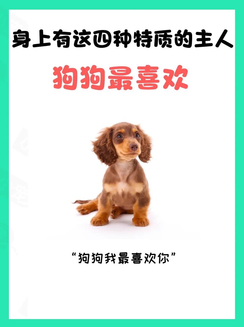 狗狗会主动亲近哪种人,狗狗会亲主人吗-第5张图片-后鲨宠物 狗狗会主动亲近哪种人,狗狗会亲主人吗-第5张图片-后鲨宠物