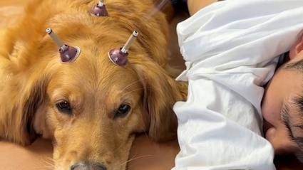 艾灸对狗狗有无影响,艾灸对狗狗有无影响呢-第4张图片-后鲨宠物 艾灸对狗狗有无影响,艾灸对狗狗有无影响呢-第4张图片-后鲨宠物