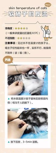 猫咪体温怎么测,猫咪体温怎么测准确?-第2张图片-后鲨宠物 猫咪体温怎么测,猫咪体温怎么测准确?-第2张图片-后鲨宠物