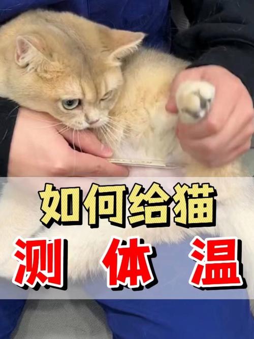 猫咪体温怎么测,猫咪体温怎么测准确?-第3张图片-后鲨宠物 猫咪体温怎么测,猫咪体温怎么测准确?-第3张图片-后鲨宠物
