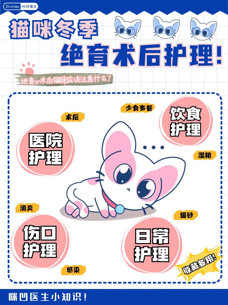 猫咪绝育术后护理,猫咪绝育术后护理多久?-第5张图片-后鲨宠物 猫咪绝育术后护理,猫咪绝育术后护理多久?-第5张图片-后鲨宠物