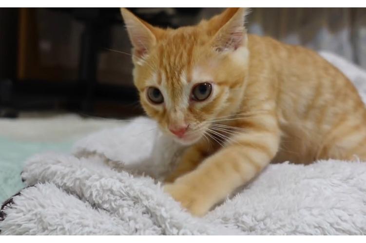 猫咪多大会踩奶,猫咪多大会踩奶动作?-第6张图片-后鲨宠物 猫咪多大会踩奶,猫咪多大会踩奶动作?-第6张图片-后鲨宠物