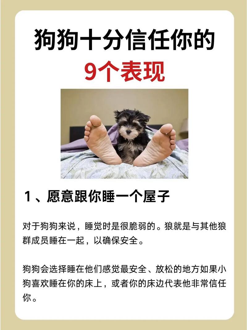 怎么取得狗狗的信任_怎么取得狗狗的信任感-第5张图片-后鲨宠物 怎么取得狗狗的信任_怎么取得狗狗的信任感-第5张图片-后鲨宠物