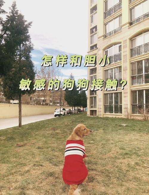 怎么取得狗狗的信任_怎么取得狗狗的信任感-第6张图片-后鲨宠物 怎么取得狗狗的信任_怎么取得狗狗的信任感-第6张图片-后鲨宠物