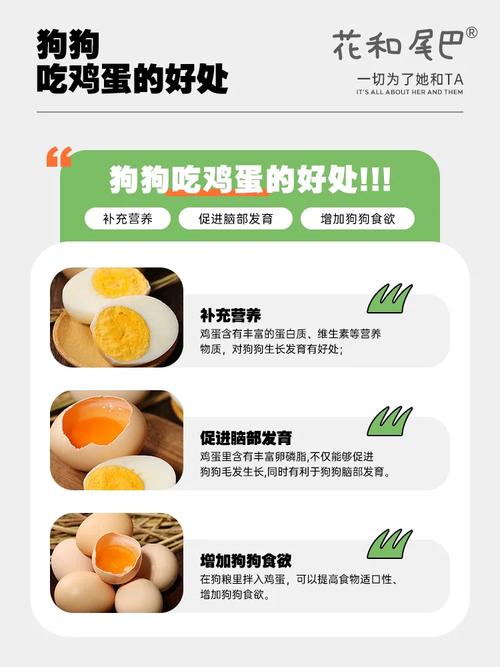 给狗狗吃鸡蛋好吗，给狗狗吃鸡蛋有什么好处？-第2张图片-后鲨宠物