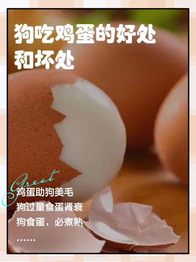 给狗狗吃鸡蛋好吗，给狗狗吃鸡蛋有什么好处？-第6张图片-后鲨宠物