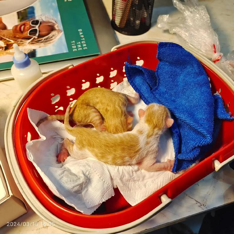 猫咪几天睁眼睛,狗狗多久睁开眼睛?-第2张图片-后鲨宠物 猫咪几天睁眼睛,狗狗多久睁开眼睛?-第2张图片-后鲨宠物