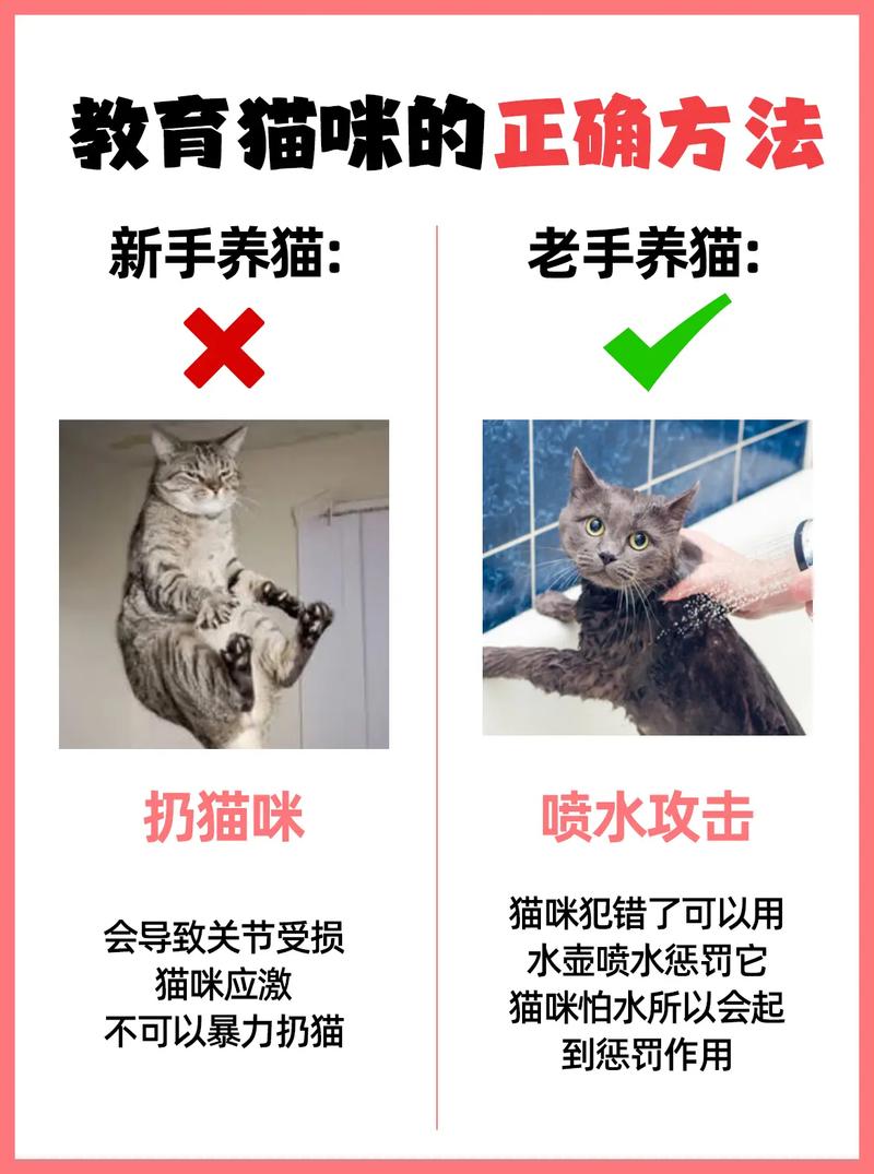 猫咪亲近人的表现，猫咪亲近主人的表现？