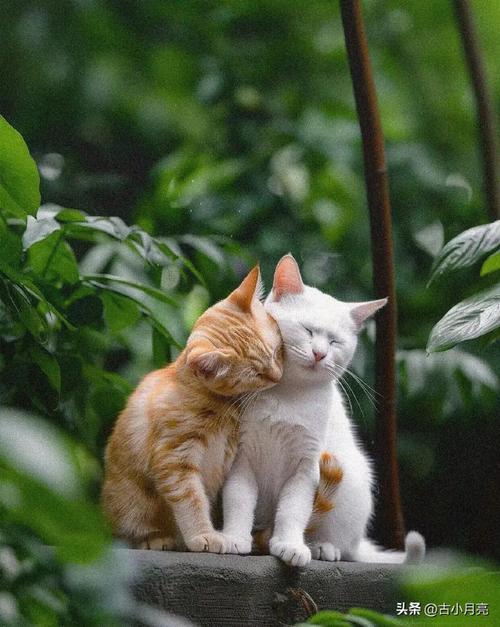 猫咪亲近人的表现,猫咪亲近主人的表现?-第3张图片-后鲨宠物 猫咪亲近人的表现,猫咪亲近主人的表现?-第3张图片-后鲨宠物