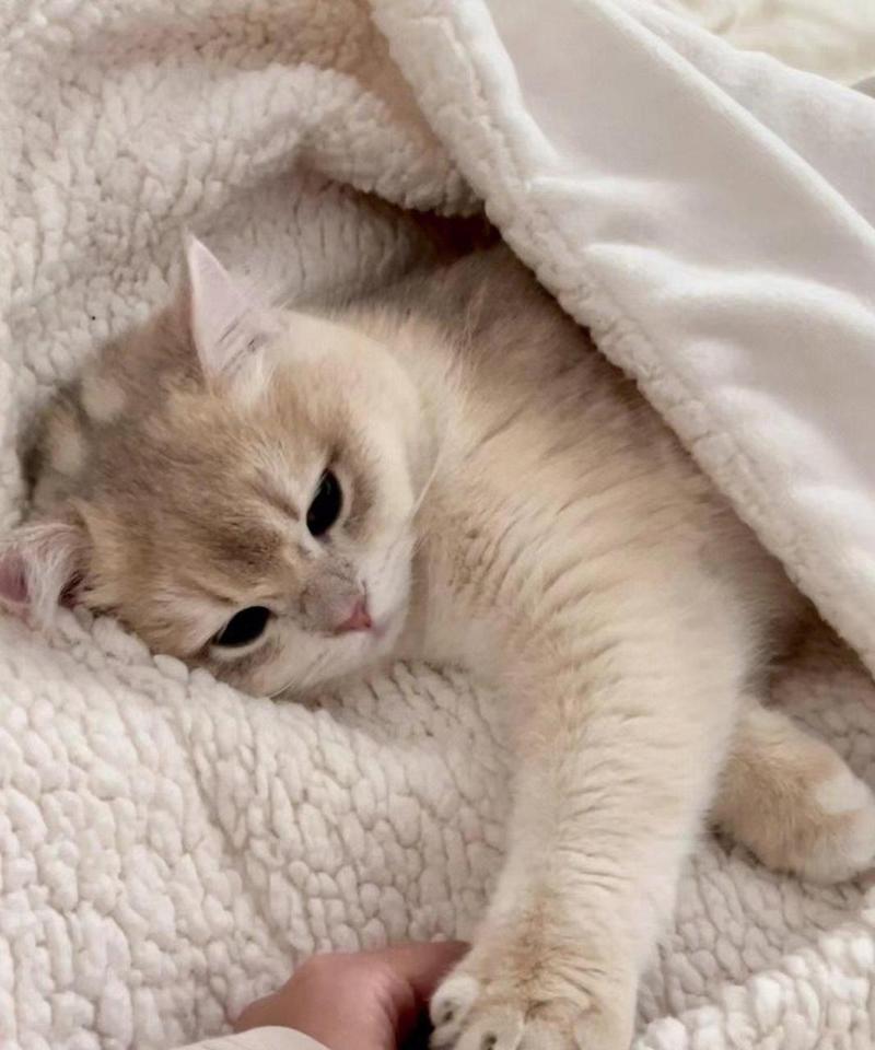 猫咪身体不舒服的表现,猫身体不好-第4张图片-后鲨宠物 猫咪身体不舒服的表现,猫身体不好-第4张图片-后鲨宠物