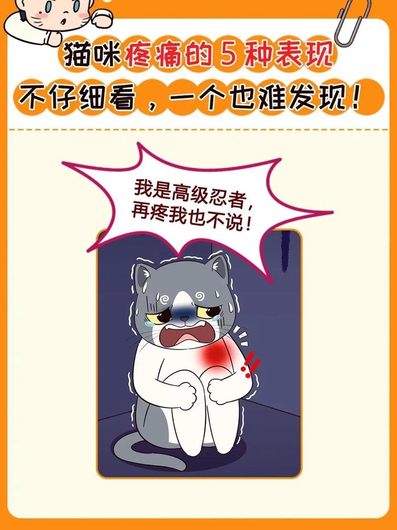 猫咪身体不舒服的表现,猫身体不好-第5张图片-后鲨宠物 猫咪身体不舒服的表现,猫身体不好-第5张图片-后鲨宠物