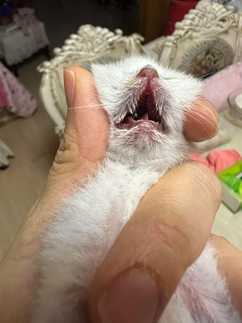 猫咪肺炎症状表现，猫咪肺炎症状表现吃什么药？-第1张图片-后鲨宠物