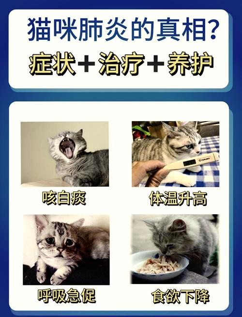 猫咪肺炎症状表现，猫咪肺炎症状表现吃什么药？-第2张图片-后鲨宠物