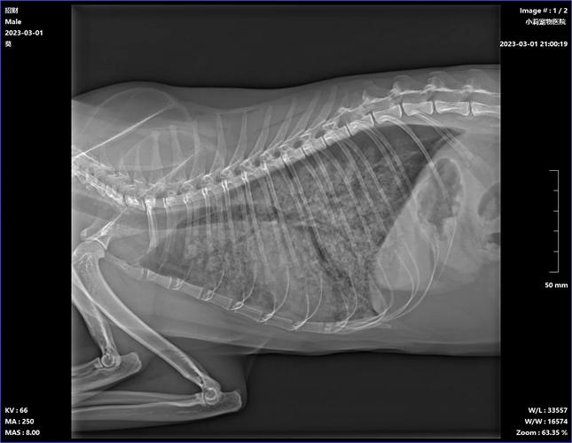 猫咪肺炎症状表现，猫咪肺炎症状表现吃什么药？-第4张图片-后鲨宠物