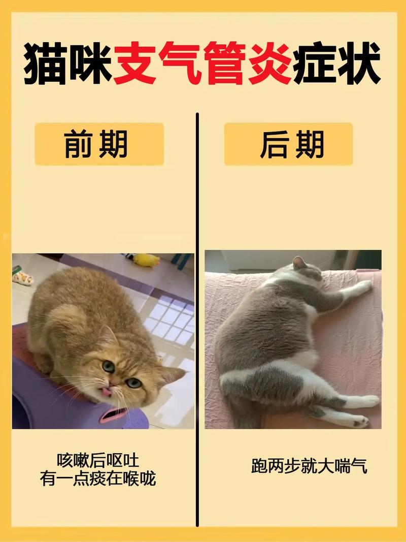 猫咪肺炎症状表现，猫咪肺炎症状表现吃什么药？-第6张图片-后鲨宠物