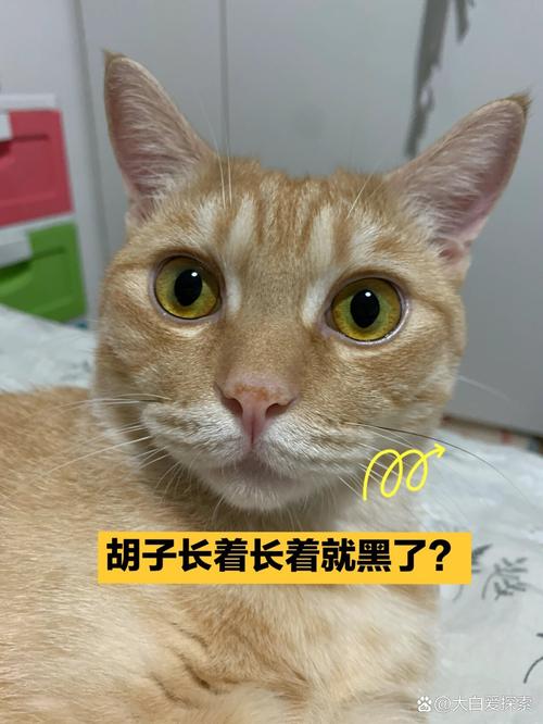 猫咪胡须根部变黑,猫咪胡须根部变黑还结痂了?-第3张图片-后鲨宠物 猫咪胡须根部变黑,猫咪胡须根部变黑还结痂了?-第3张图片-后鲨宠物