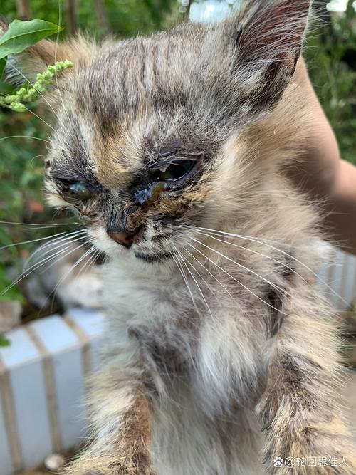 猫咪胡须根部变黑,猫咪胡须根部变黑还结痂了?-第4张图片-后鲨宠物 猫咪胡须根部变黑,猫咪胡须根部变黑还结痂了?-第4张图片-后鲨宠物