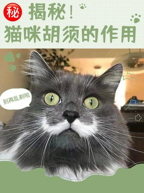 猫咪胡须根部变黑,猫咪胡须根部变黑还结痂了?-第5张图片-后鲨宠物 猫咪胡须根部变黑,猫咪胡须根部变黑还结痂了?-第5张图片-后鲨宠物