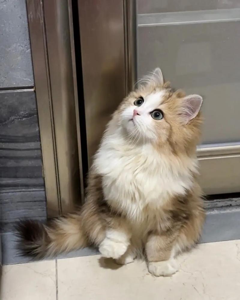 猫咪喘气声音大_猫咪喘气声音大而且粗还伴有滋滋的声音是怎么回事-第3张图片-后鲨宠物