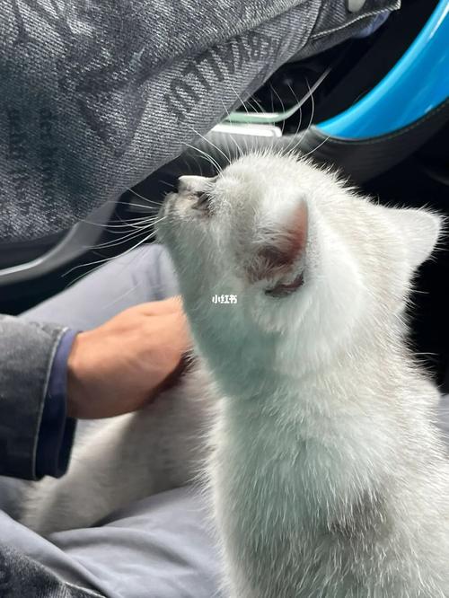 猫咪喘气声音大_猫咪喘气声音大而且粗还伴有滋滋的声音是怎么回事-第4张图片-后鲨宠物