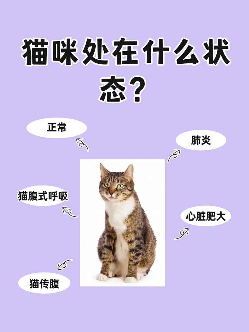 猫咪喘气声音大_猫咪喘气声音大而且粗还伴有滋滋的声音是怎么回事-第6张图片-后鲨宠物