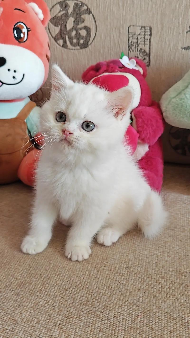 白色的猫咪品种有什么,白色的猫都有什么品种-第1张图片-后鲨宠物 白色的猫咪品种有什么,白色的猫都有什么品种-第1张图片-后鲨宠物