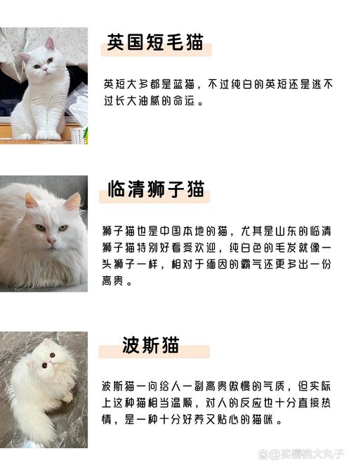 白色的猫咪品种有什么,白色的猫都有什么品种-第3张图片-后鲨宠物 白色的猫咪品种有什么,白色的猫都有什么品种-第3张图片-后鲨宠物